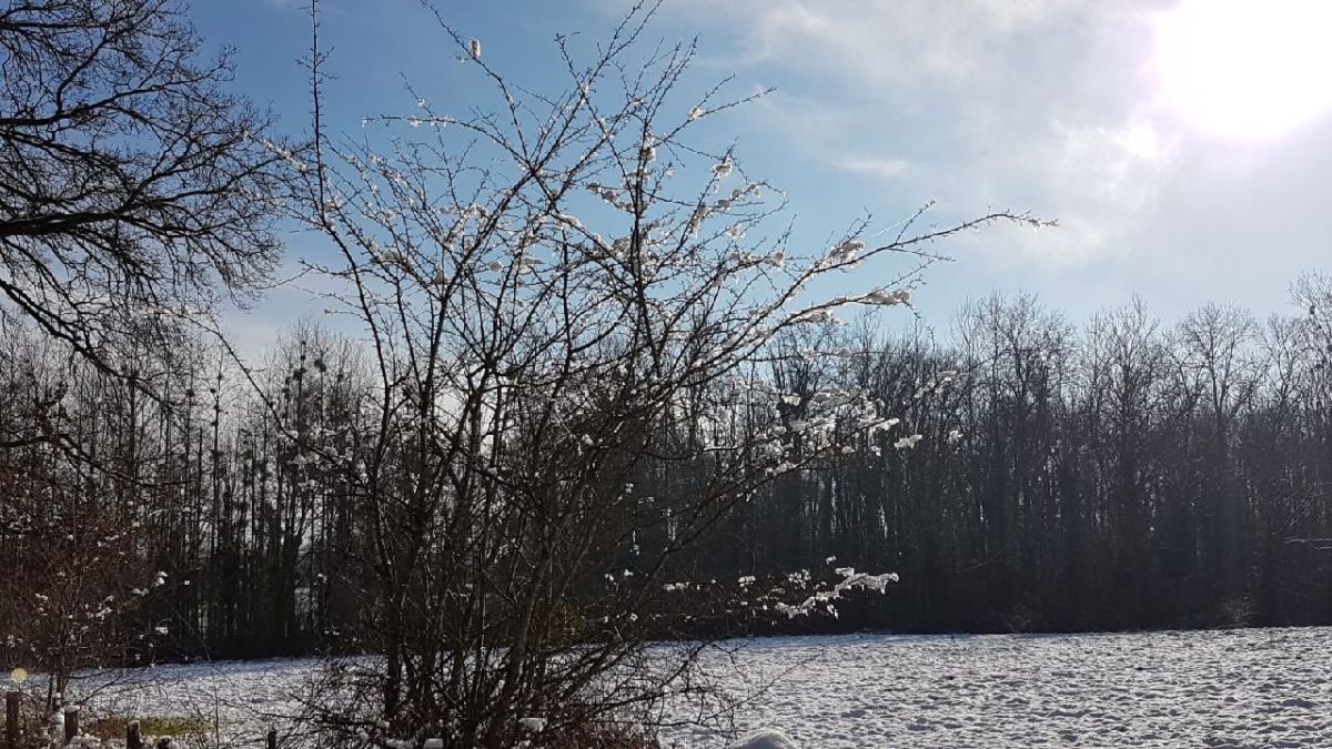 Fleurs d&rsquo;hiver